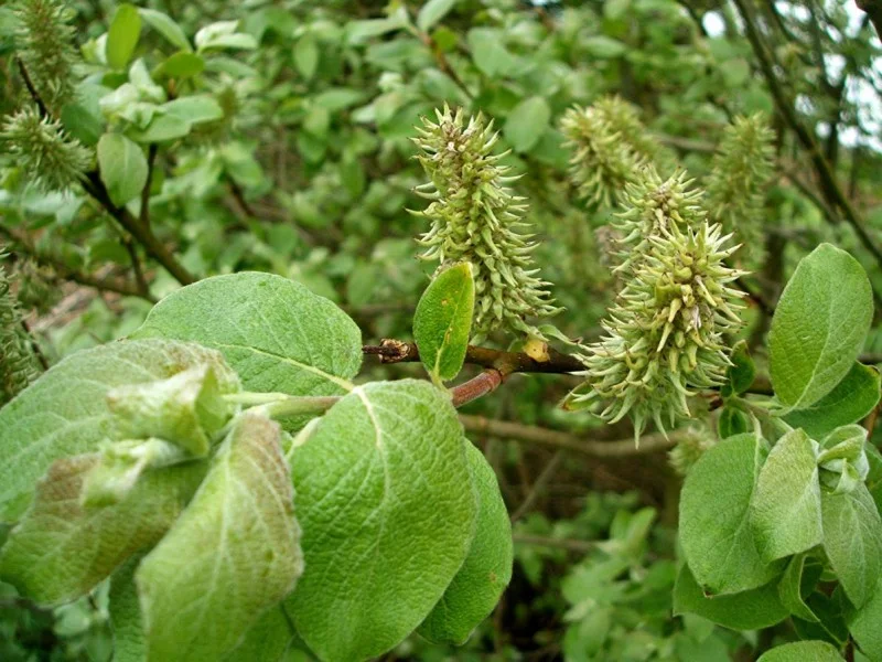 Salix Caprea (Bos-Haagplantsoen)