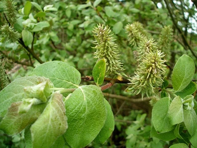 Salix Caprea (Bos-Haagplantsoen)