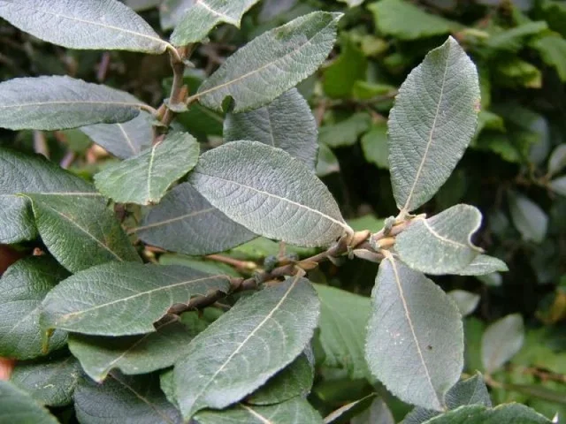 Salix Cinerea (Bos-Haagplantsoen) Salix Cinerea (Bos-Haagplantsoen)