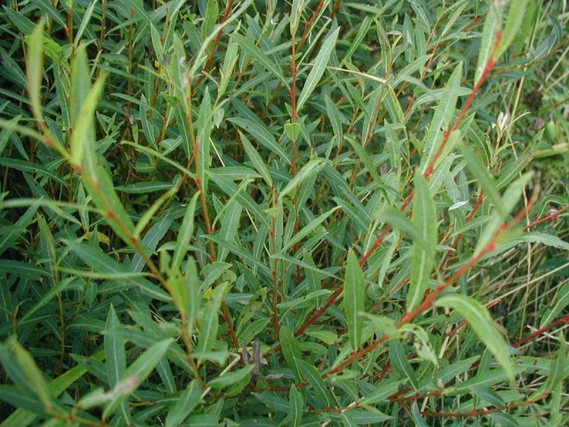 Salix Purpurea (Bos-Haagplantsoen)