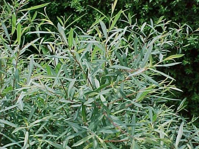 Salix Purpurea Nana (Bos-Haagplantsoen)