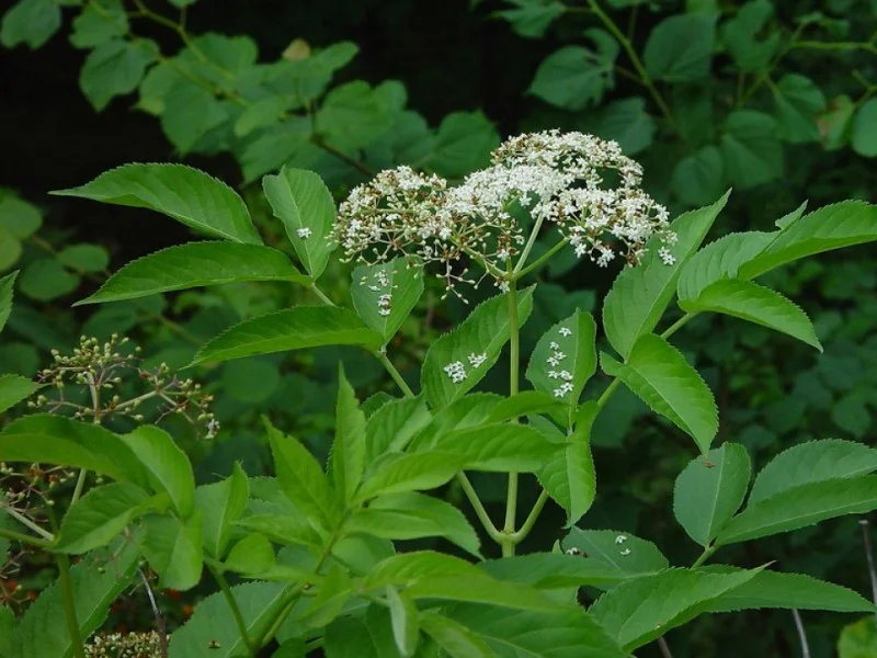 Sambucus Nigra (Bos-Haagplantsoen)-1