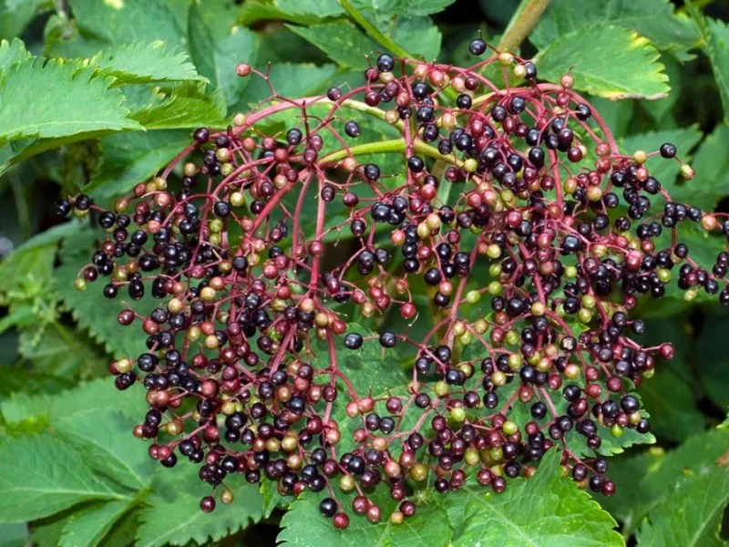 Sambucus Nigra (Bos-Haagplantsoen)-2