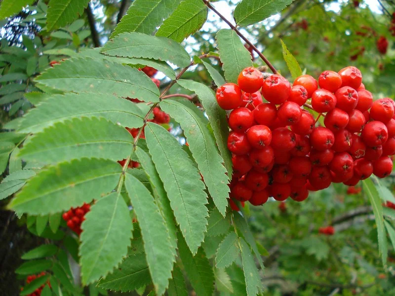 Sorbus Aucuparia (Bos-Haagplantsoen)-1