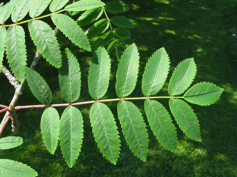 Sorbus Aucuparia (Bos-Haagplantsoen)-2