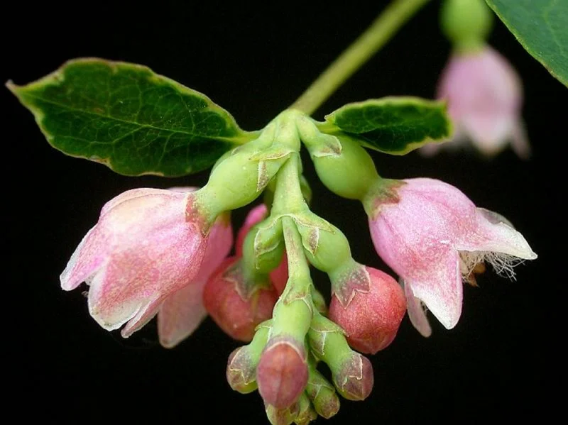 Symphoricarpus Albus (Bos-Haagplantsoen)-1