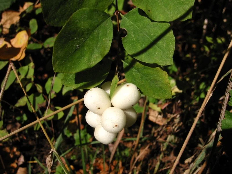 Symphoricarpus Albus (Bos-Haagplantsoen)-2