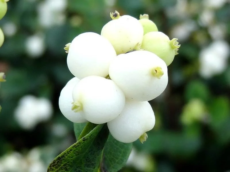 Symphoricarpos Albus White Hedge (Bos-Haagplantsoen)-1