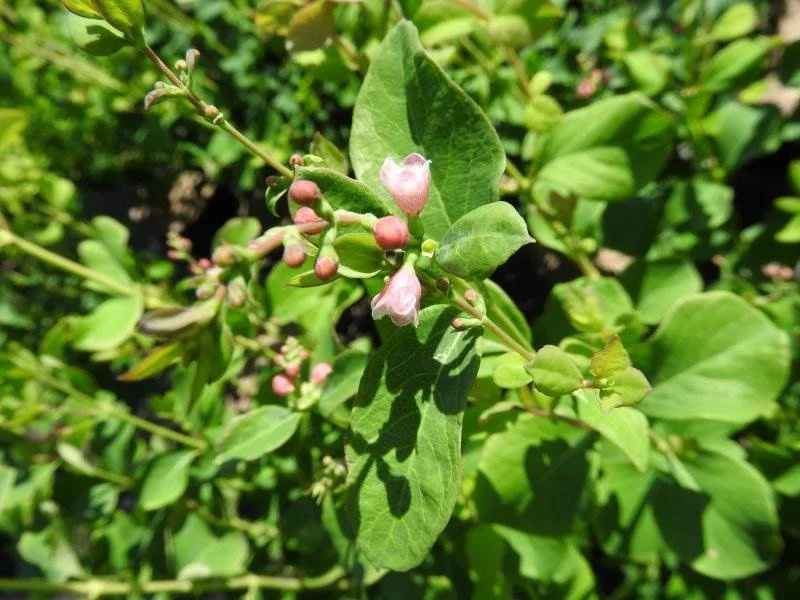 Symphoricarpos Albus White Hedge (Bos-Haagplantsoen)-2