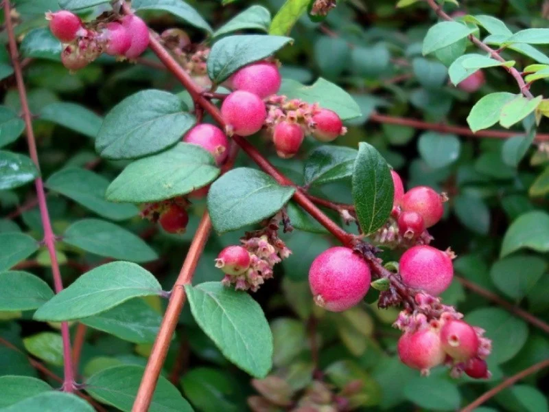 Symphoricarpus Chenaulti (Bos-Haagplantsoen)-1