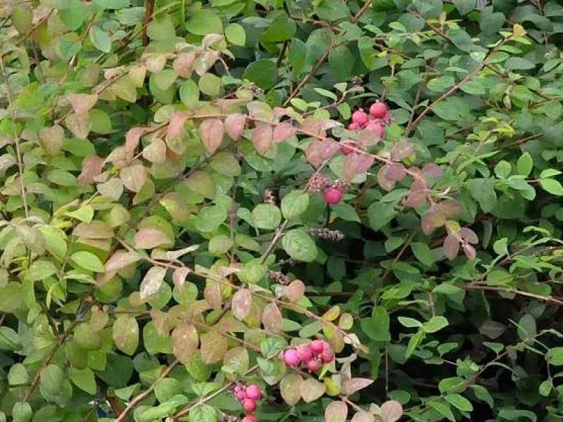 Symphoricarpus Chenaulti (Bos-Haagplantsoen)-2