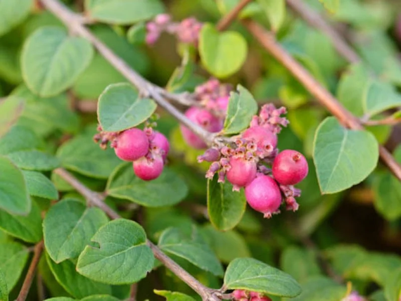 Symphoricarpus Chenaultii Hancock (Bos-Haagplantsoen)-1