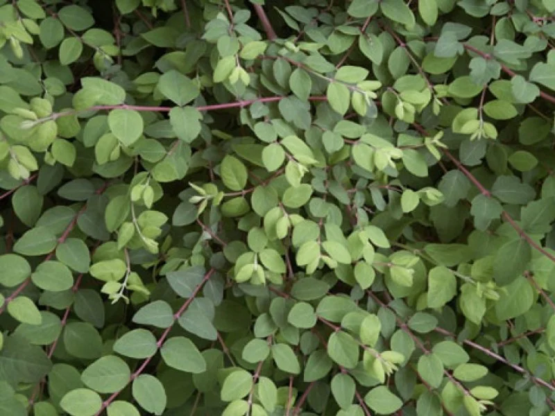 Symphoricarpus Chenaultii Hancock (Bos-Haagplantsoen)-2