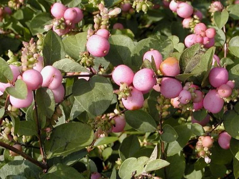 Symphoricarpus Magic Berry (Bos-Haagplantsoen)