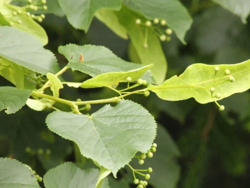 Tilia Cordata (Bos-Haagplantsoen)-1