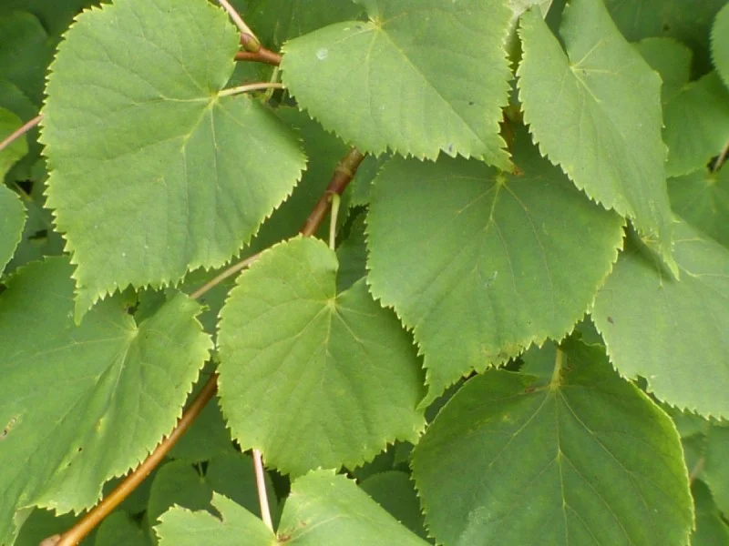Tilia Cordata (Bos-Haagplantsoen)-2