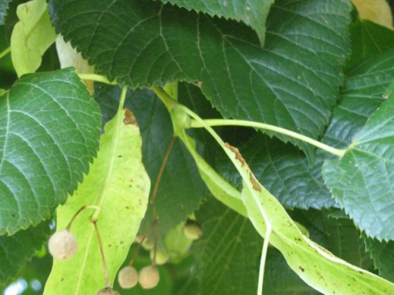 Tillia Platyphyllos (Bos-Haagplantsoen)-2