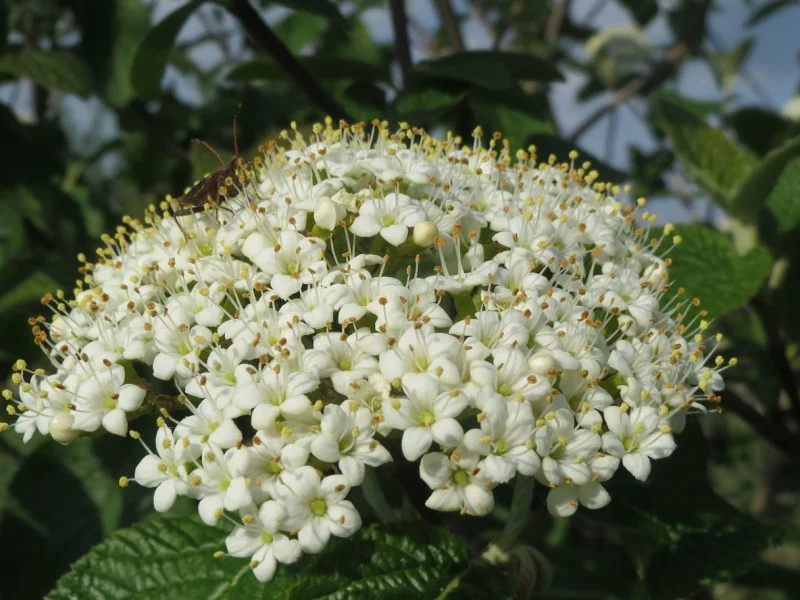 Viburnum Lantana (Bos-Haagplantsoen)-1