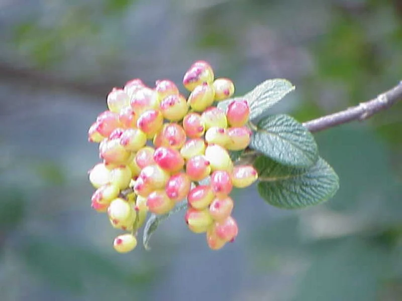 Viburnum Lantana (Bos-Haagplantsoen)-2