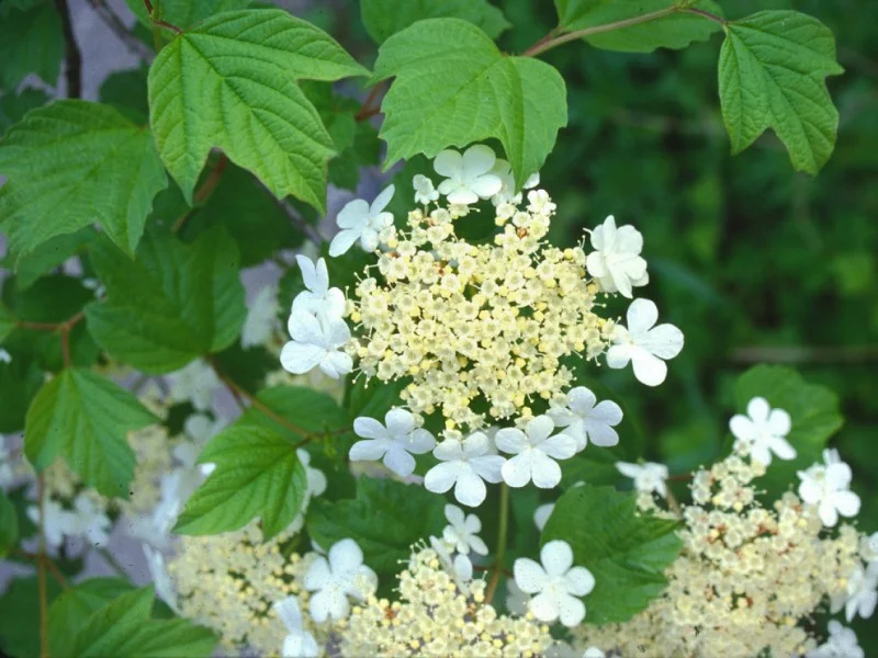 Viburnum Opulus (Bos-Haagplantsoen)