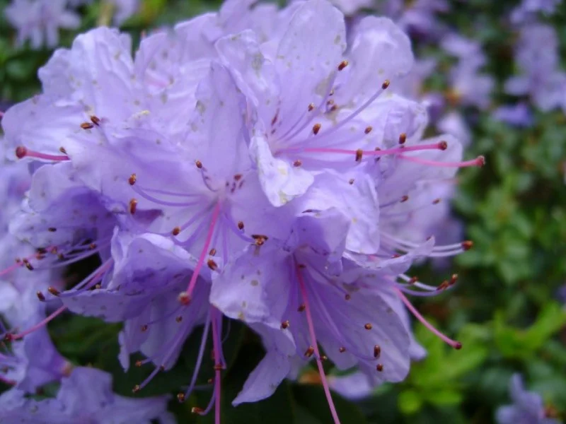 Rhododendron Blue Silver (Alpenroos)-1