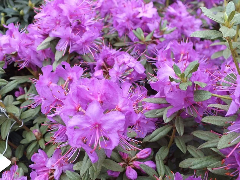 Rhododendron Blue Silver (Alpenroos)-2