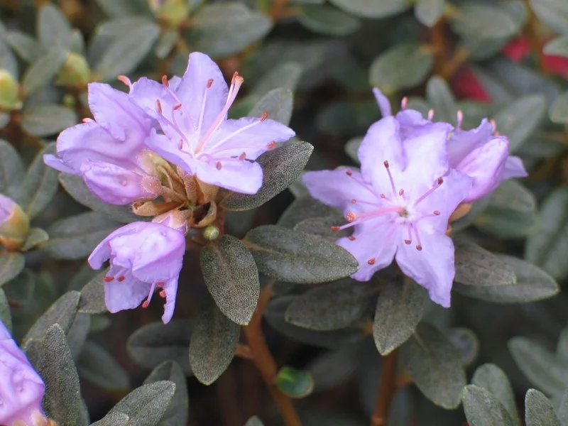 Rhododendron Arends Favorit (Alpenroos)