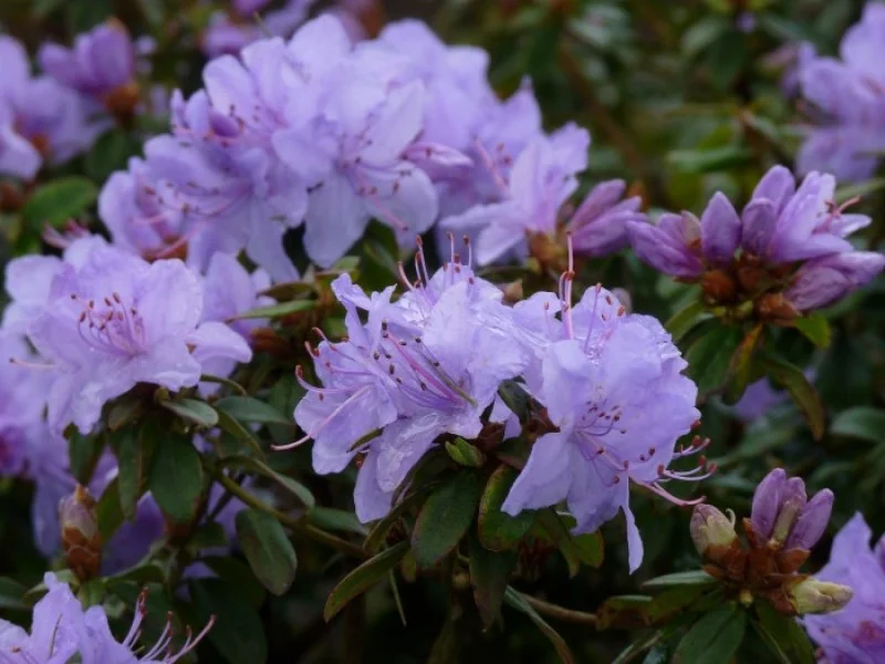 Rhododendron Blue Tit (Alpenroos)-1