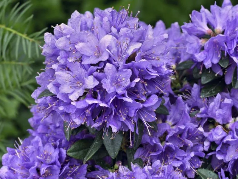 Rhododendron Blue Tit (Alpenroos)