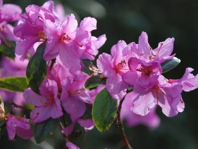 Rhododendron Praecox (Zwerg Rhododendron)