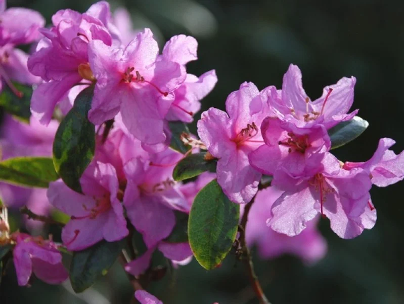 Rhododendron Praecox (Alpenroos)