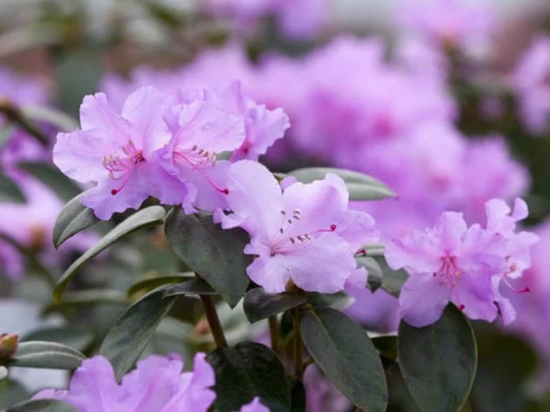 Rhododendron Praecox (Alpenroos)-2