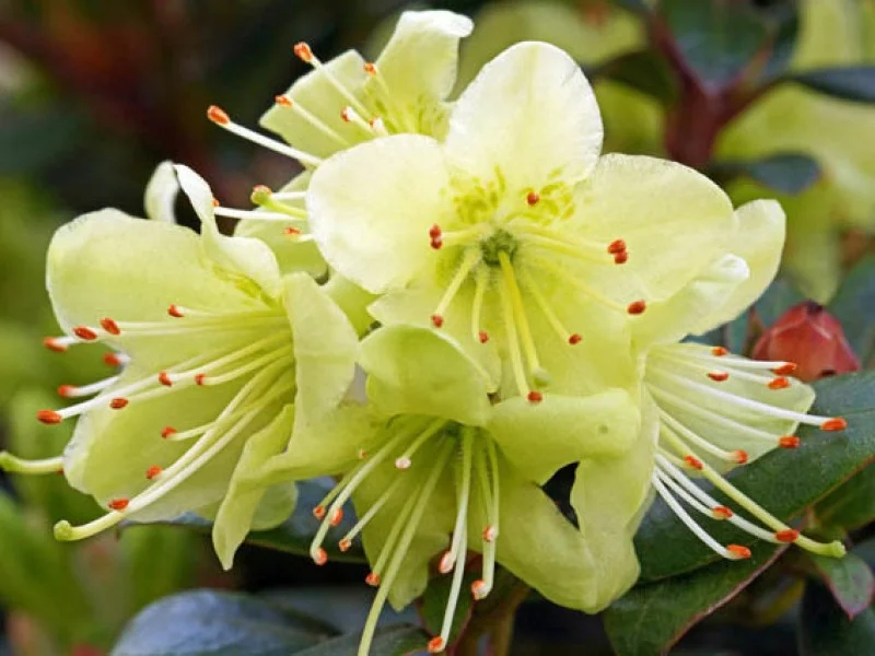 Rhododendron Princess Anne (Alpenroos)-1