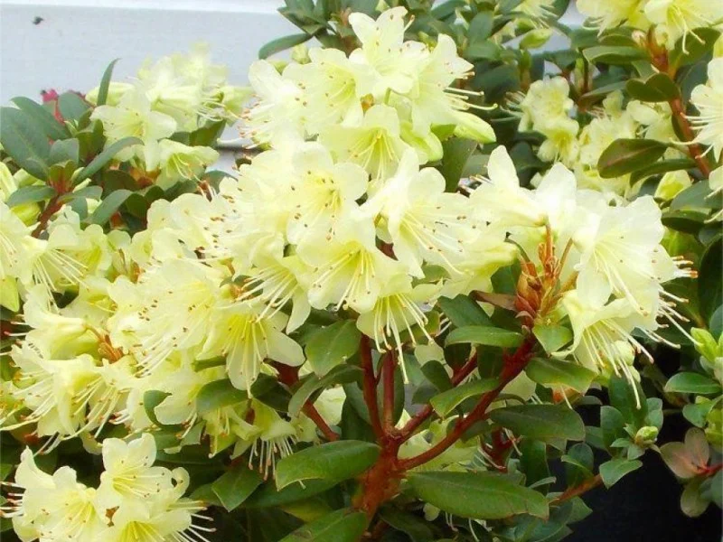 Rhododendron Princess Anne (Alpenroos)