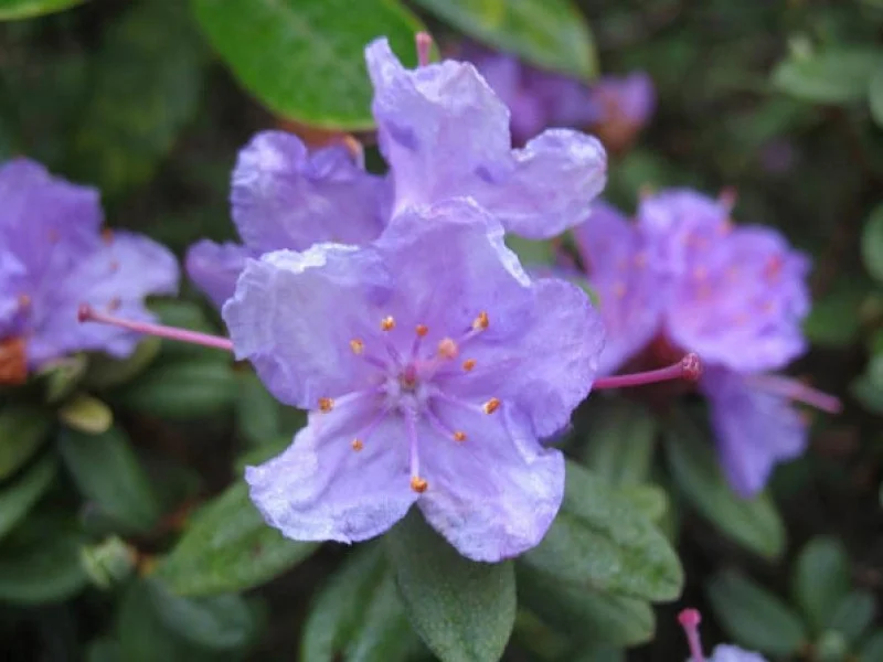 Rhododendron Ramapo (Alpenroos)-1
