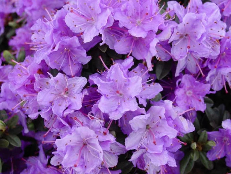 Rhododendron Ramapo (Alpenroos)