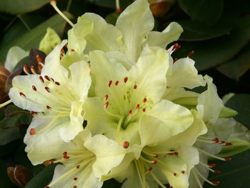 Rhododendron Shamrock (Alpenroos)-1