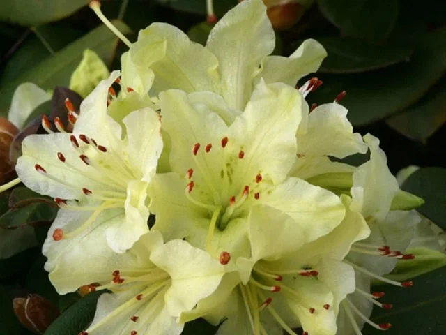 Rhododendron Shamrock (Zwerg Rhododendron)