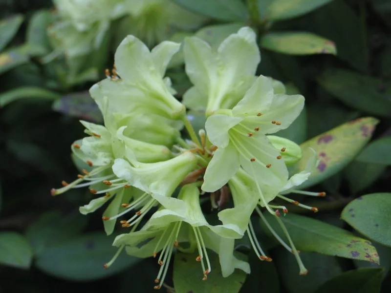 Rhododendron Shamrock (Alpenroos)-2