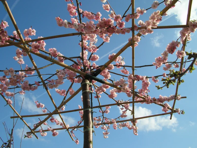 Daksierkers (Prunus Serulata Accolade)-1