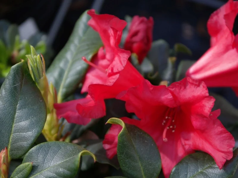Rhododendron Baden-Baden (Alpenroos)