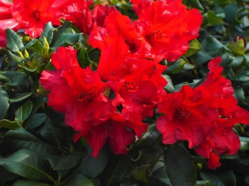 Rhododendron Baden-Baden (Alpenroos)