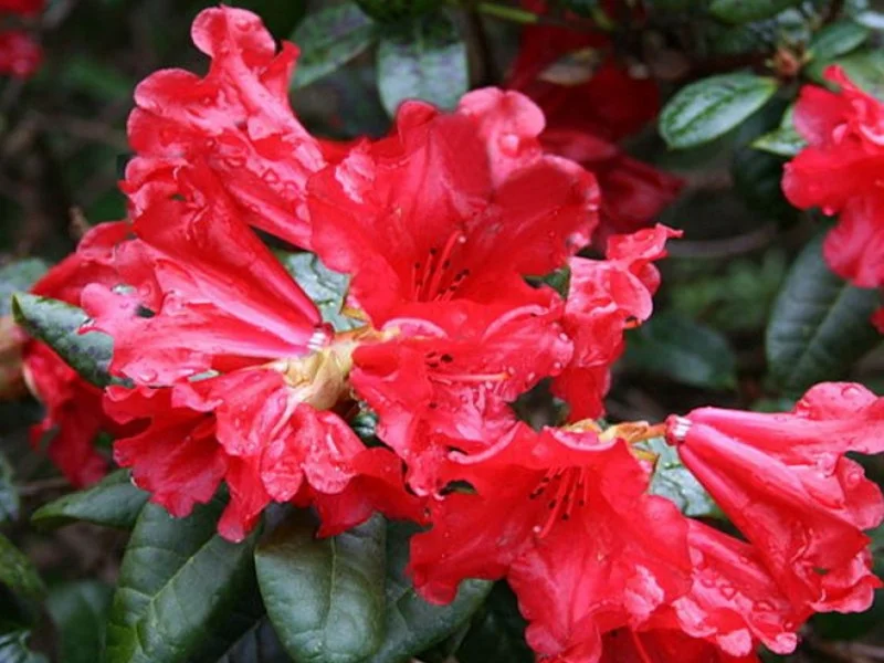 Rhododendron Scarlet Wonder (Alpenroos)