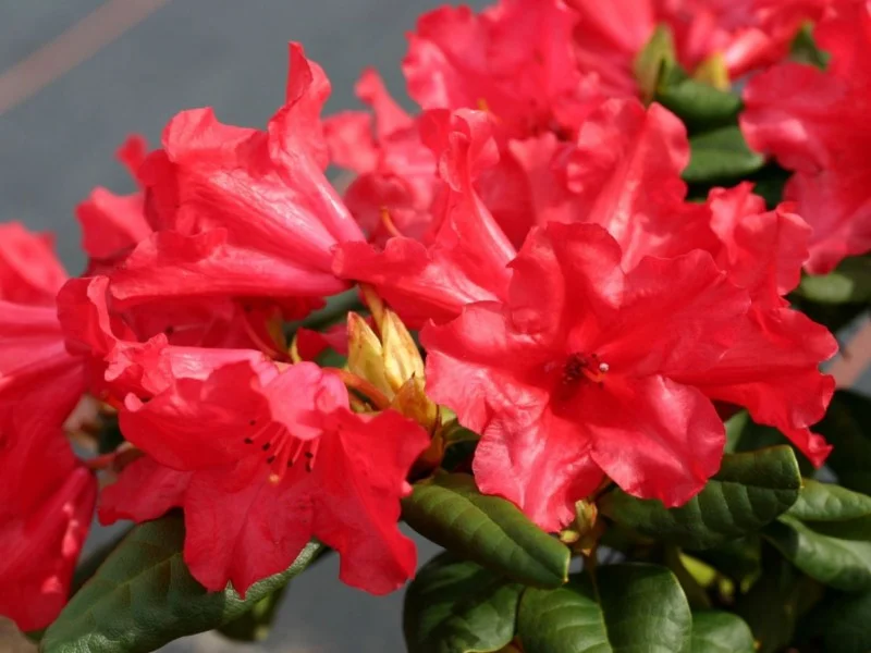 Rhododendron Scarlet Wonder (Alpenroos)