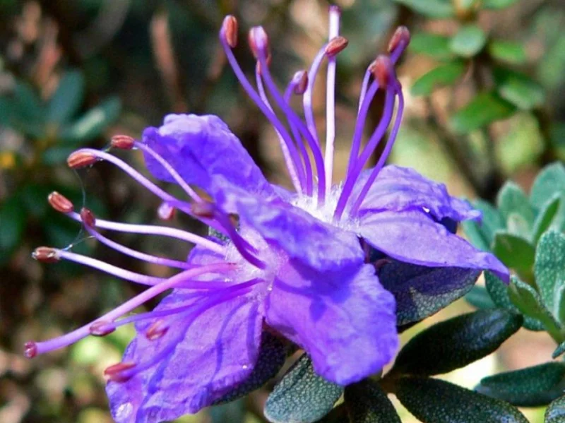 Rhododendron Impeditum (Alpenroos)-1