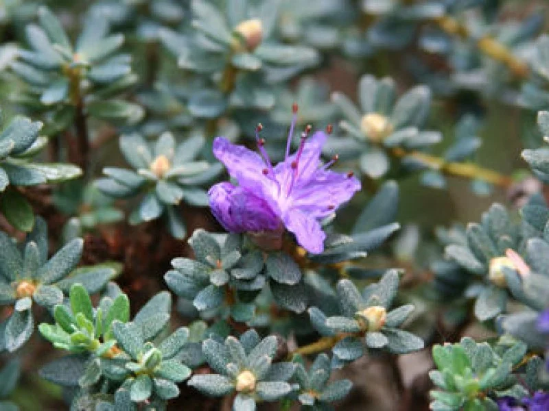 Rhododendron Impeditum (Alpenroos)