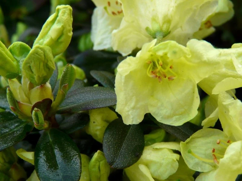 Rhododendron Impeditum Wren (Alpenroos)