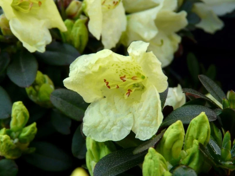 Rhododendron Impeditum Wren (Alpenroos)-2