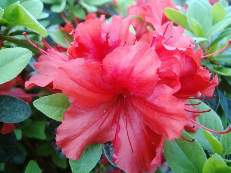 Azalea Hot Shot (Japanse Azalea)-1