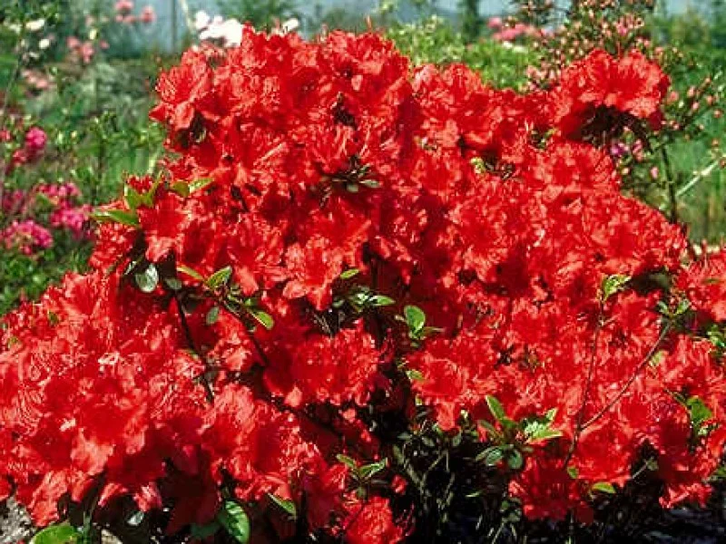 Azalea Hot Shot (Japanse Azalea)